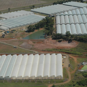 THC secures new production site in Bundaberg THC secures new production site in Bundaberg